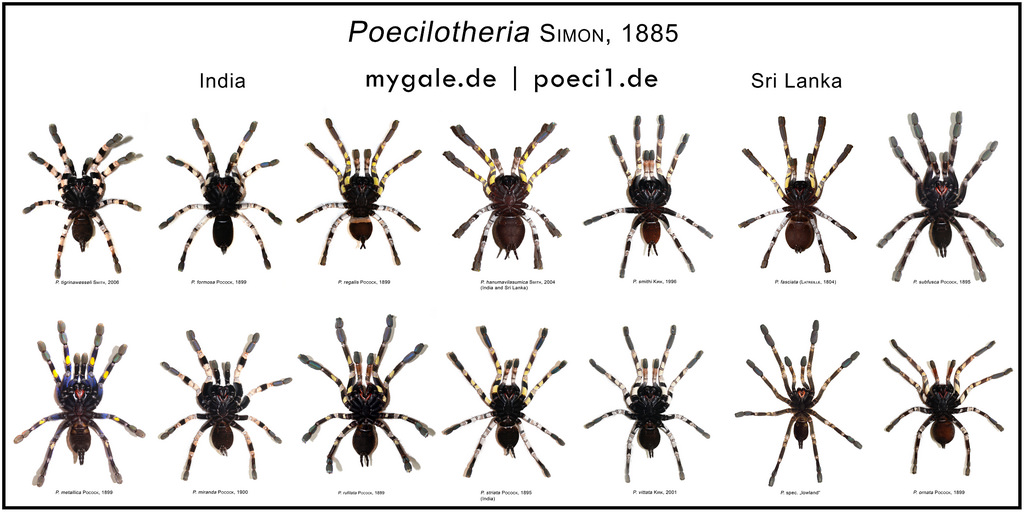 Essa imagem tem um atributo alt vazio; o nome do arquivo é poecilotheria-distinguished.jpg