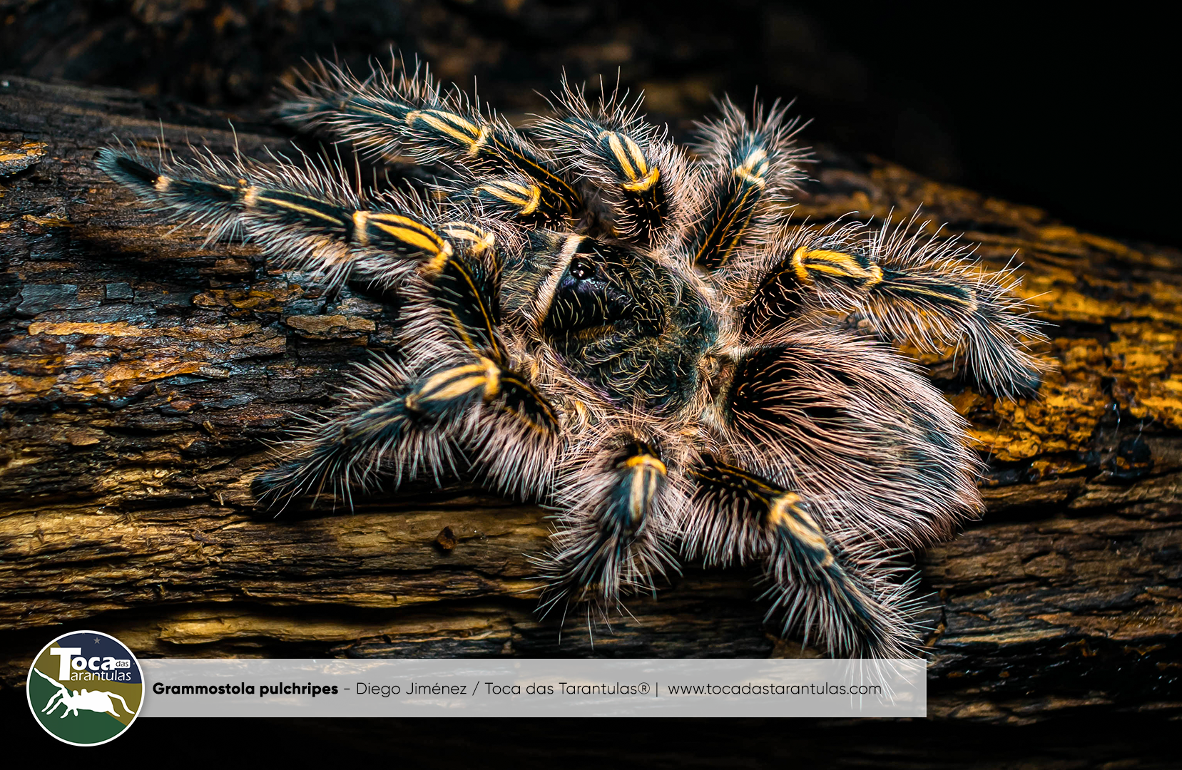 洋楽 Tarantula Grammostola pulchripes – Toca das Tarantulas®