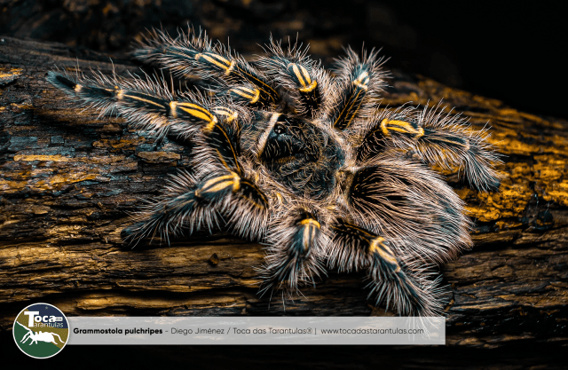 洋楽 Tarantula site-pulchripes.png?w=640